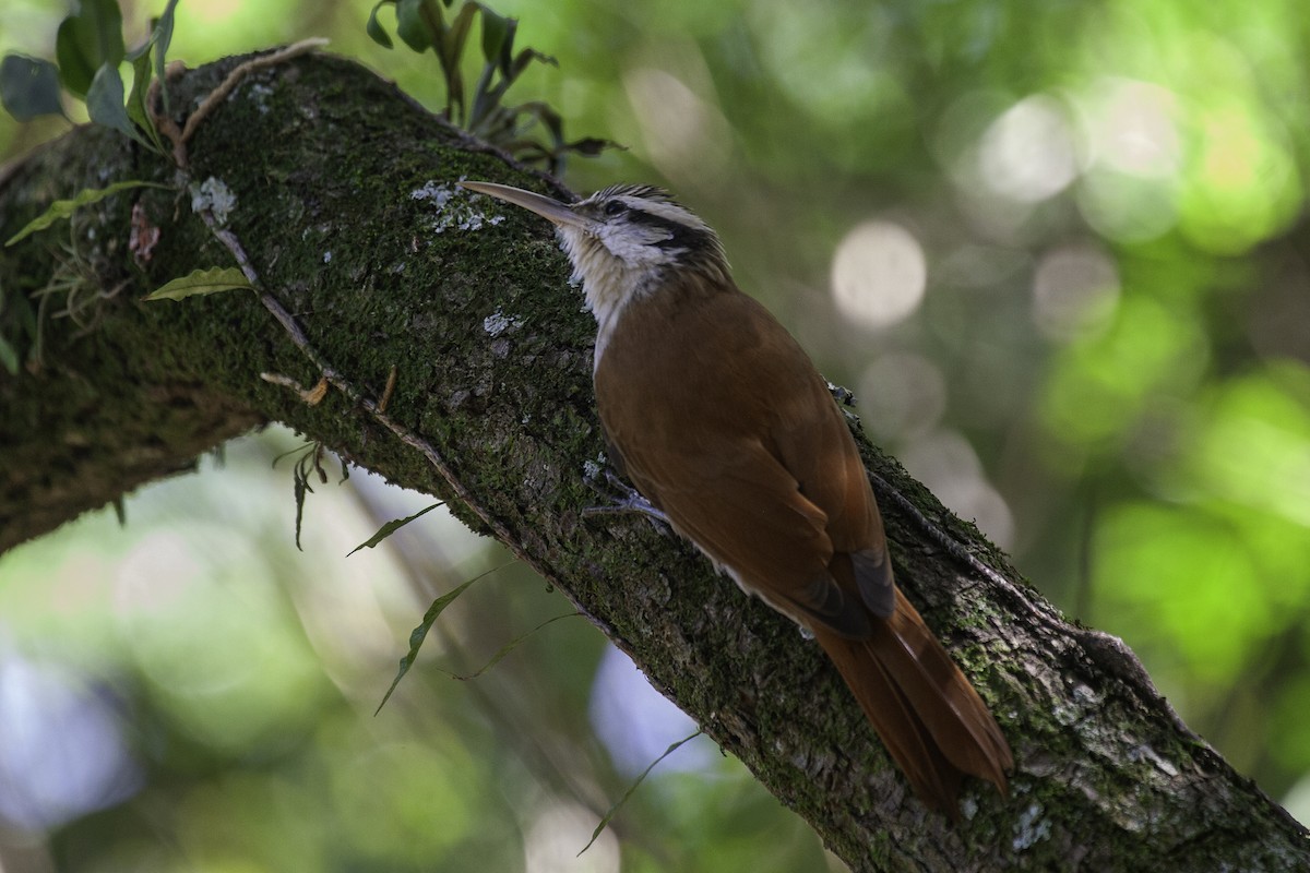 Narrow-billed Woodcreeper - ML647146419