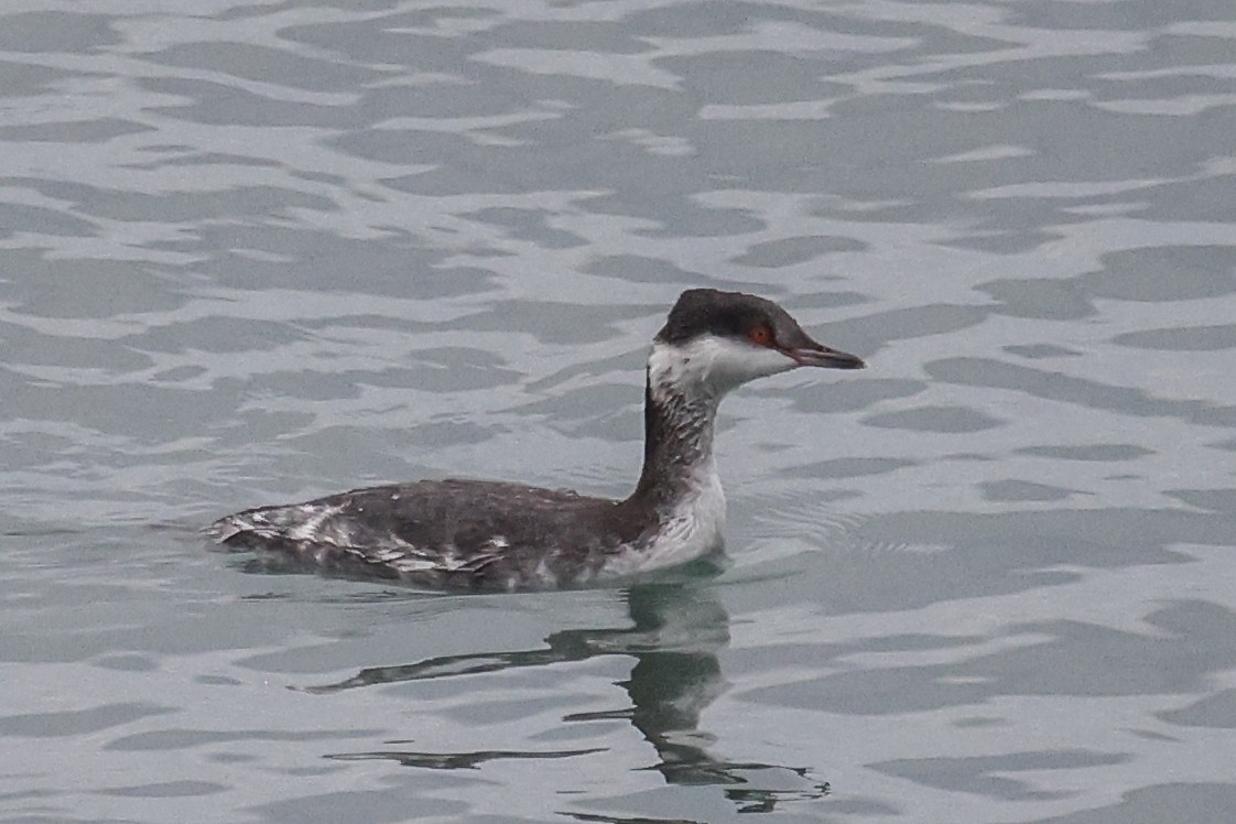 ミミカイツブリ - ML647146421