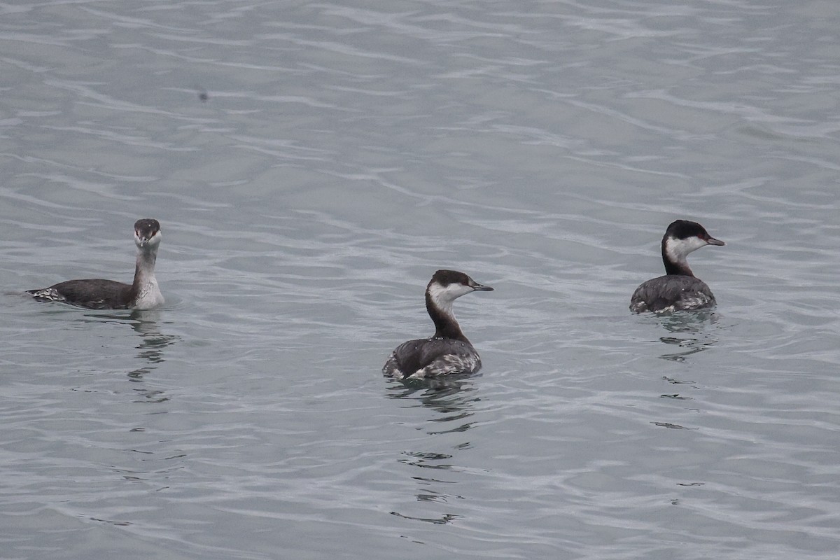 ミミカイツブリ - ML647146422