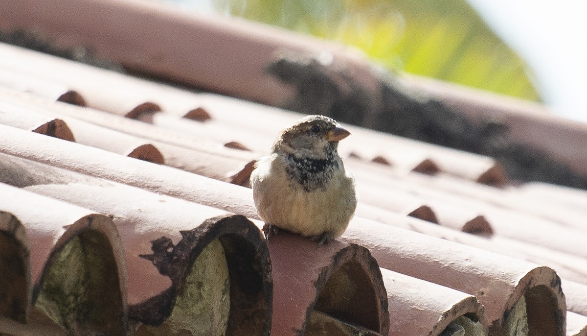 House Sparrow - ML647146424