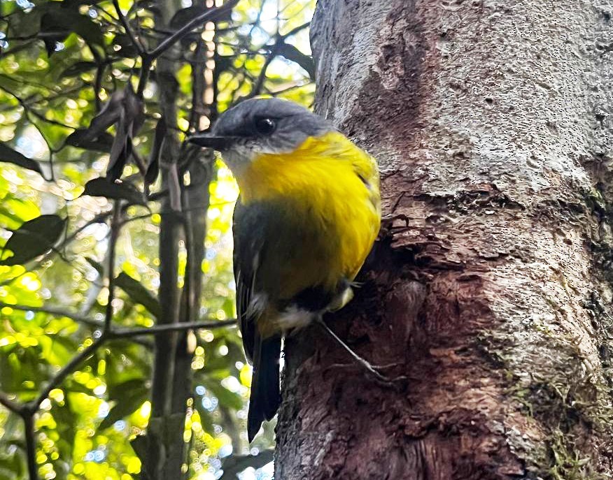 gulbrystflueskvett - ML647146426