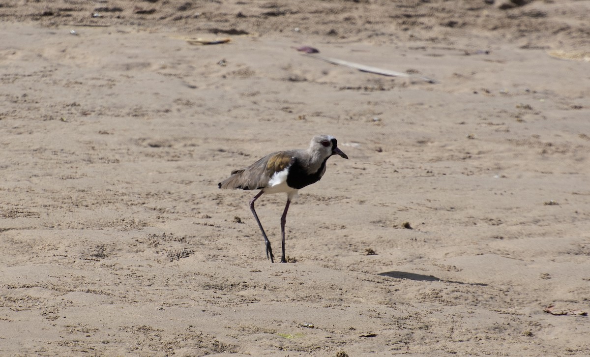 Southern Lapwing - ML647146428