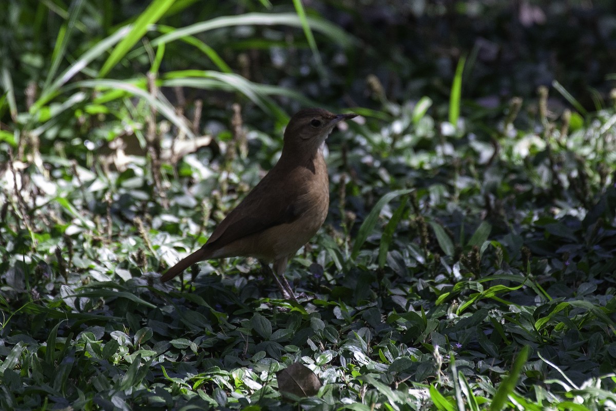 Rufous Hornero - ML647146434