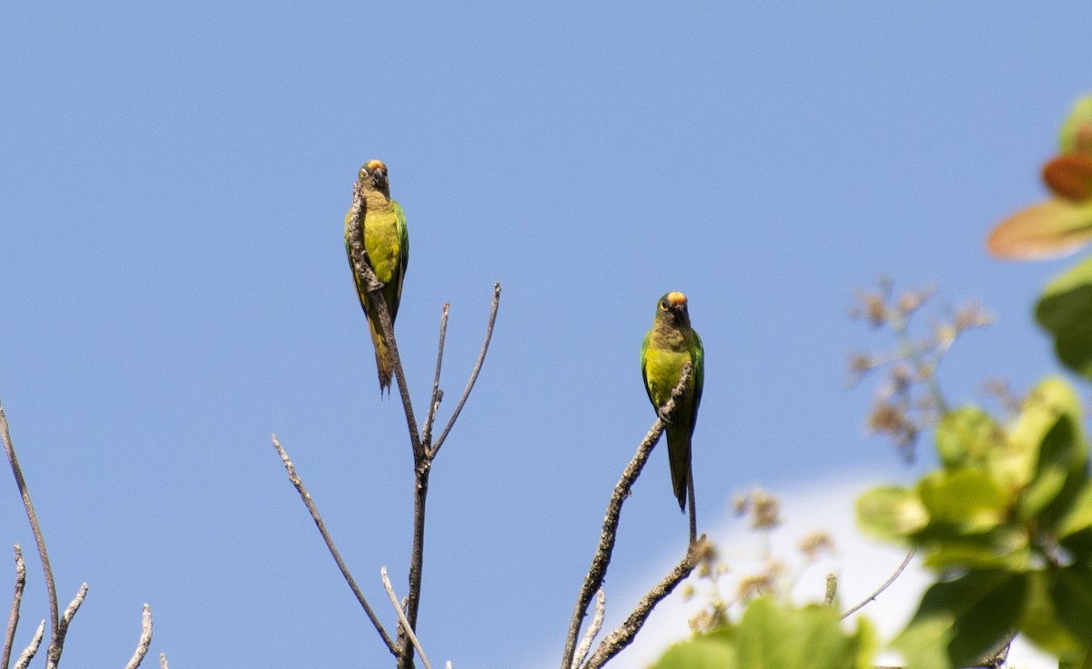 Peach-fronted Parakeet - ML647146437
