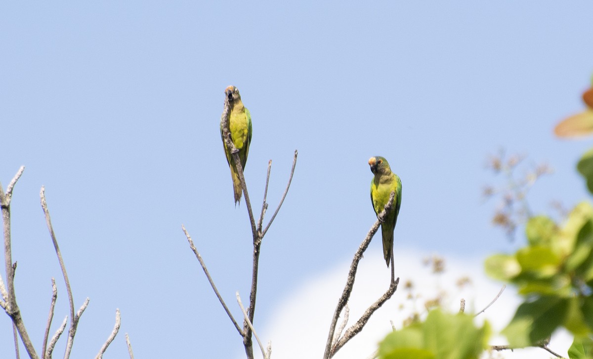 Peach-fronted Parakeet - ML647146438