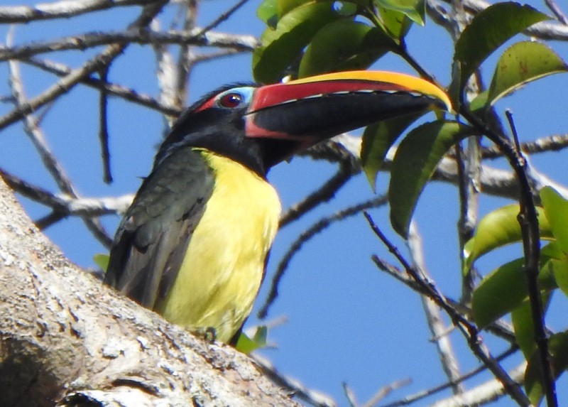 Green Aracari - ML647146441