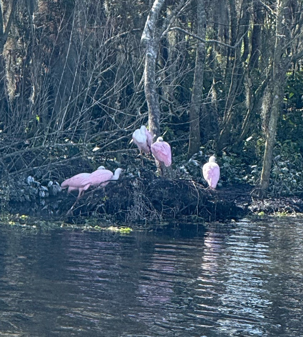Roseate Spoonbill - ML647146443