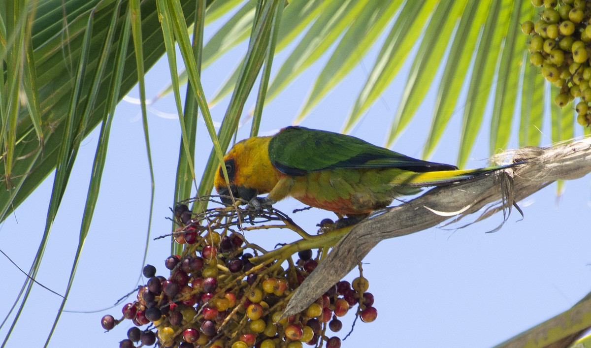 Jandaya Parakeet - ML647146446