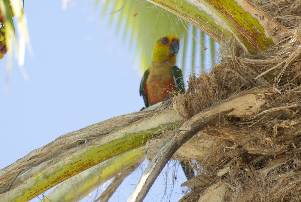 Jandaya Parakeet - ML647146448