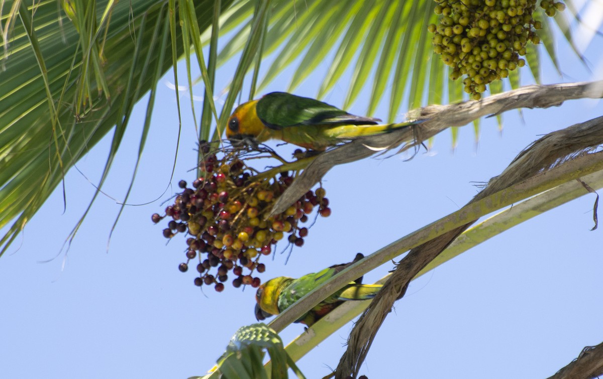 Jandaya Parakeet - ML647146449