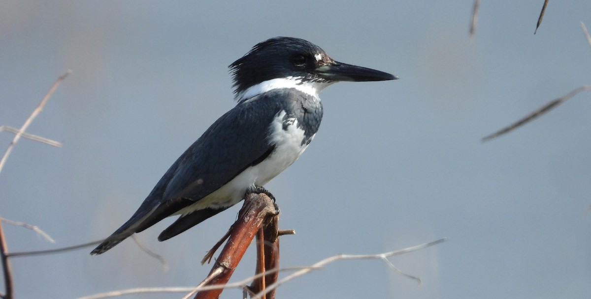 Belted Kingfisher - ML647146451