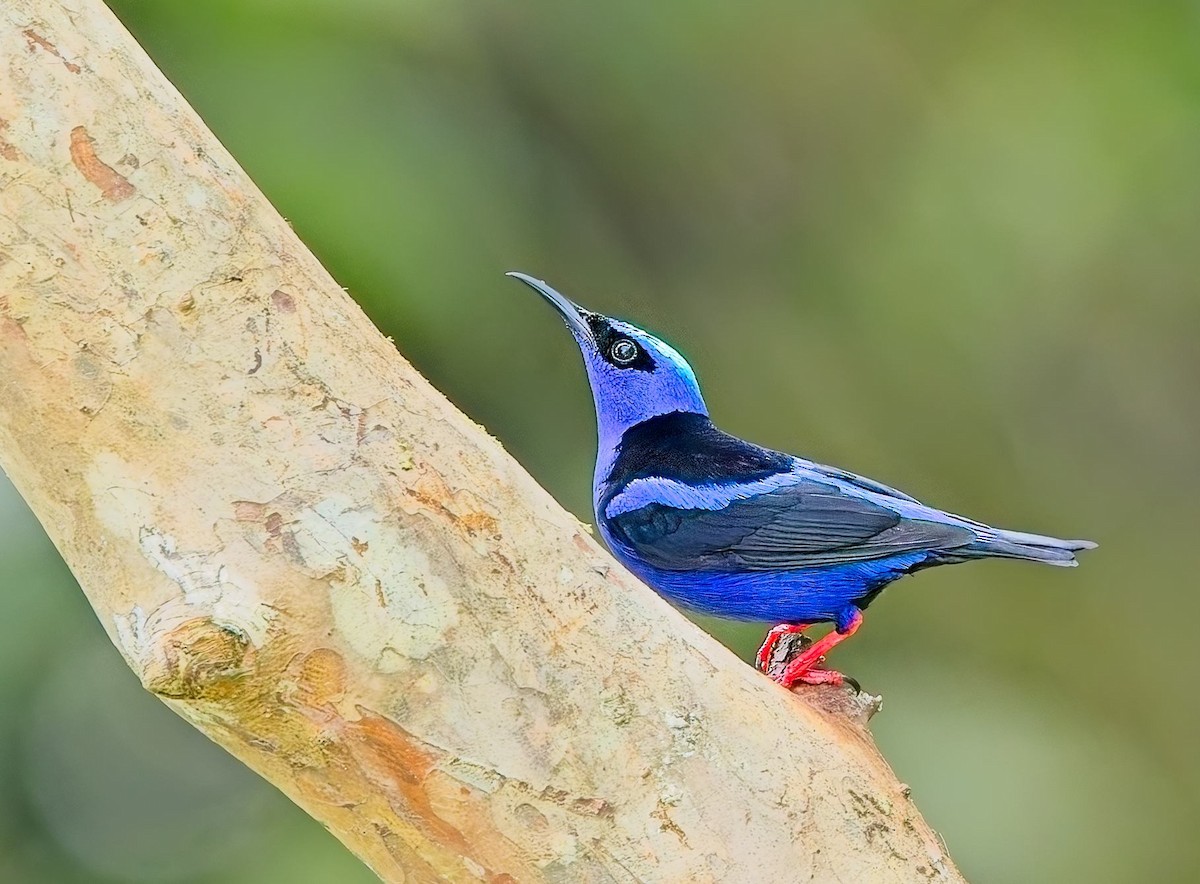 Танагра-медоїд бірюзова - ML647146454