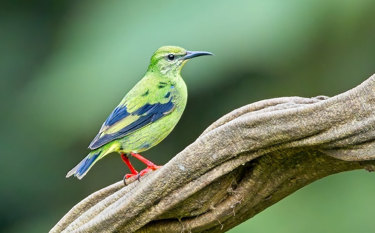 Танагра-медоїд бірюзова - ML647146455