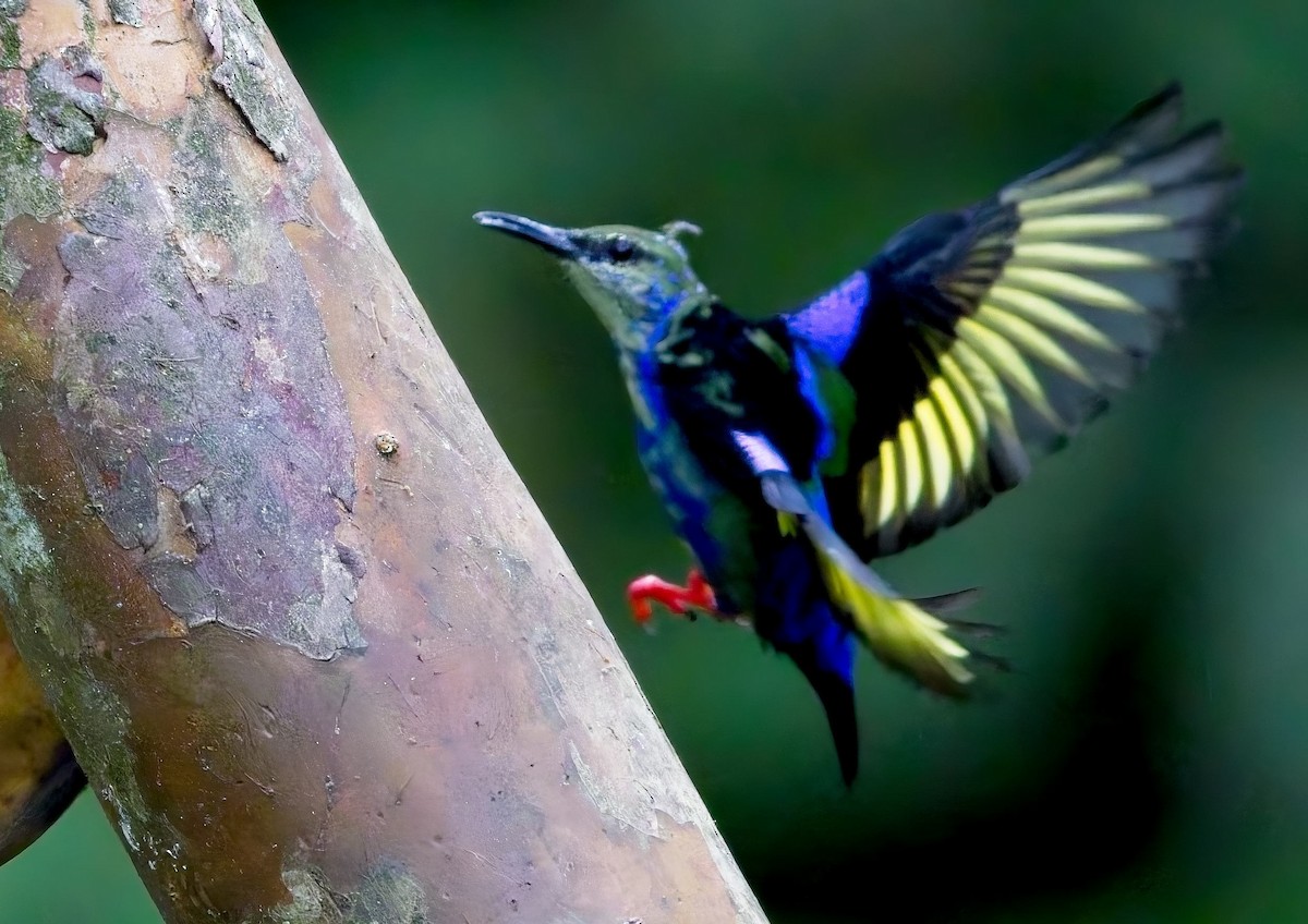 Танагра-медоїд бірюзова - ML647146456