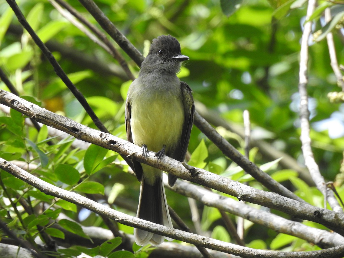 Apical Flycatcher - ML647146457