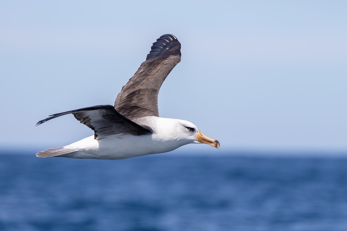Black-browed Albatross (Campbell) - ML647146458