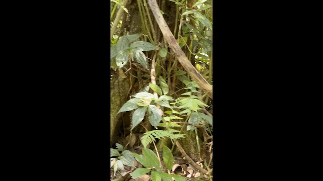 dvergstuttvinge - ML647146471