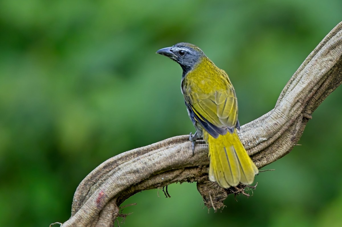 Большой сальтатор - ML647146472