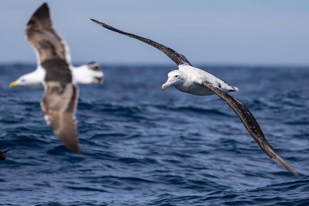 Antipodean Albatross (Gibson's) - ML647146478