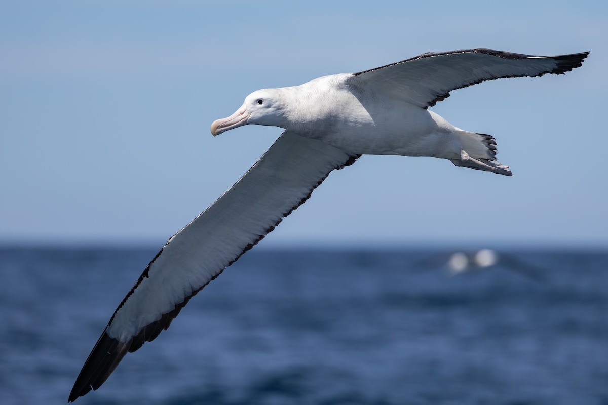 Antipodean Albatross (Gibson's) - ML647146479