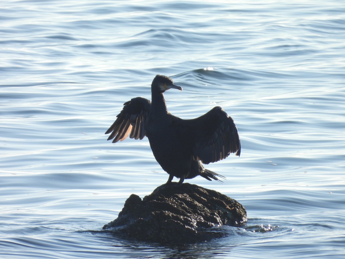 kormorán velký - ML647146481