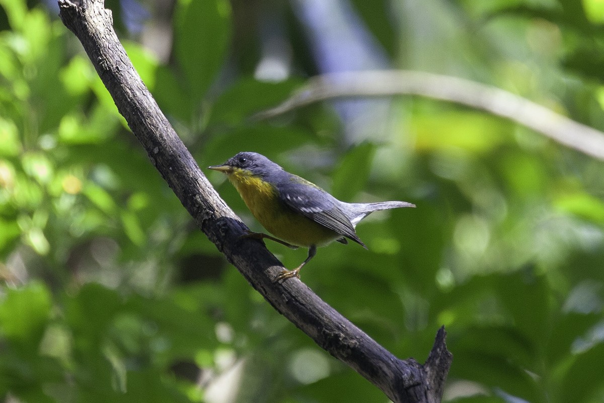 Tropical Parula - ML647146482