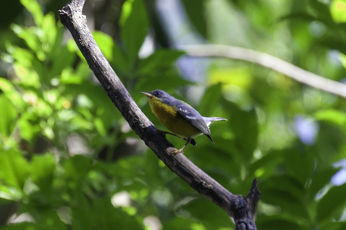 Tropical Parula - ML647146483