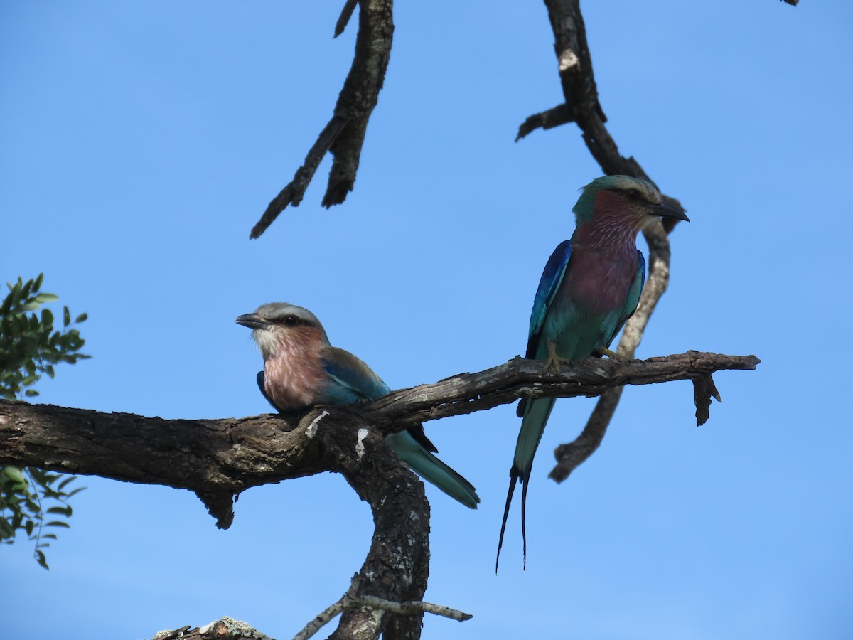 Lilac-breasted Roller - ML647146486