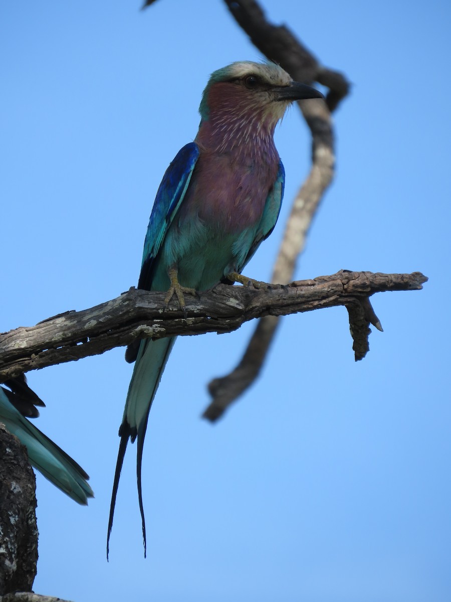 Lilac-breasted Roller - ML647146487