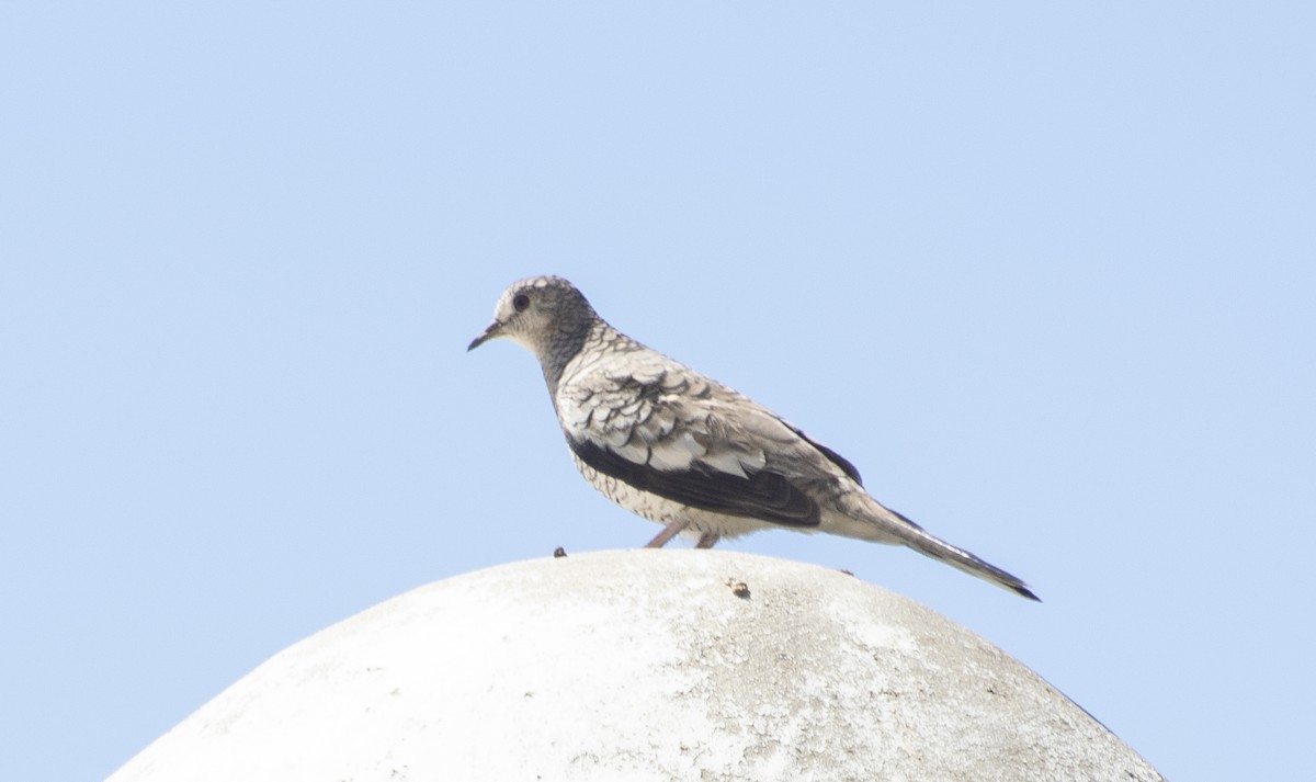 Scaled Dove - ML647146496