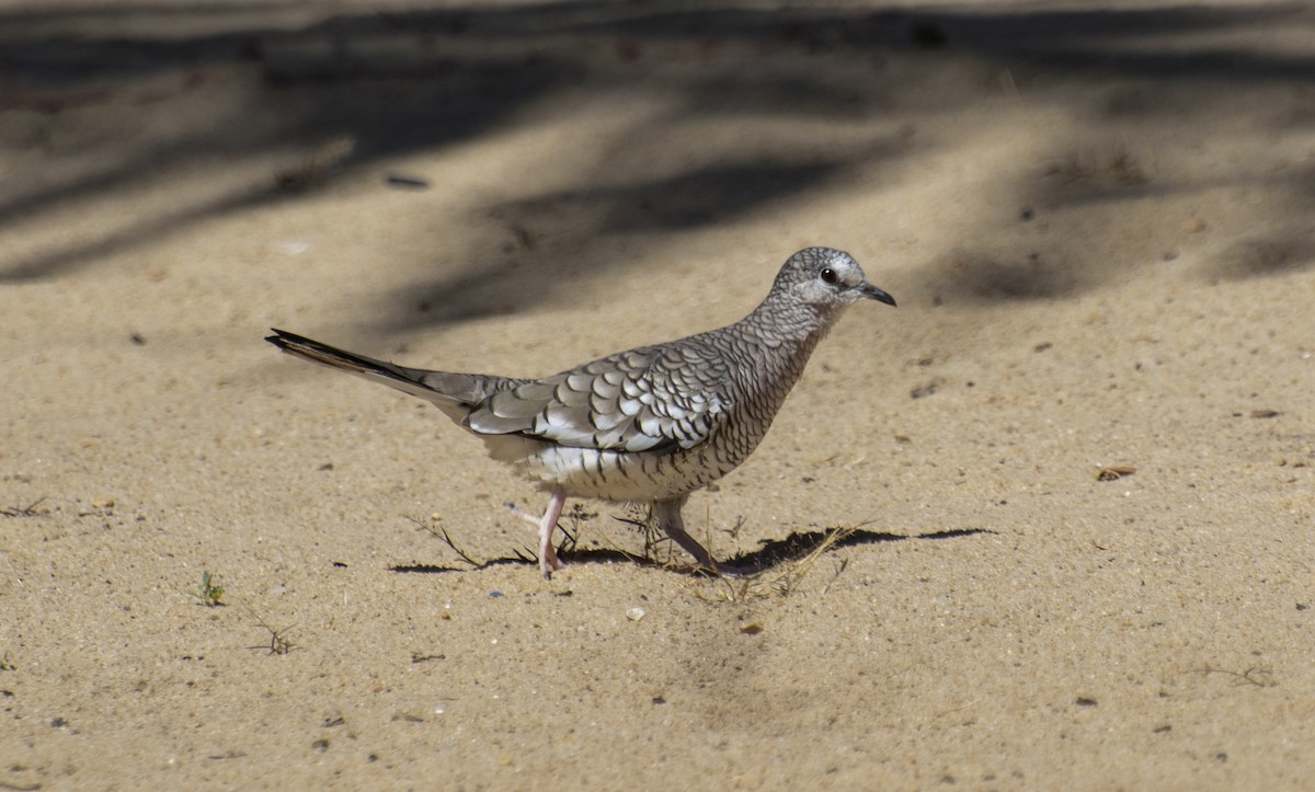 Scaled Dove - ML647146497