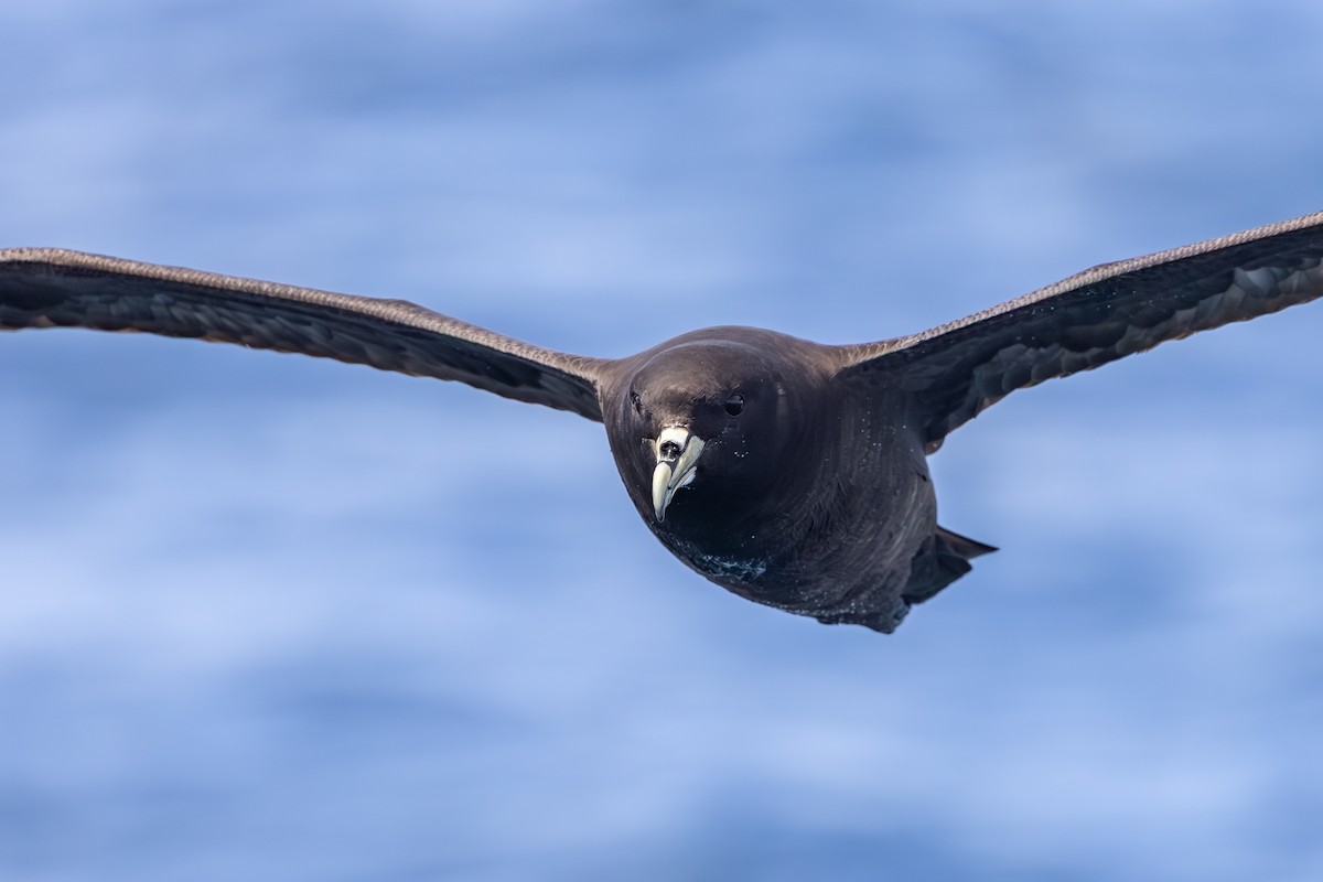 Beyaz Gıdılı Yelkovan - ML647146501