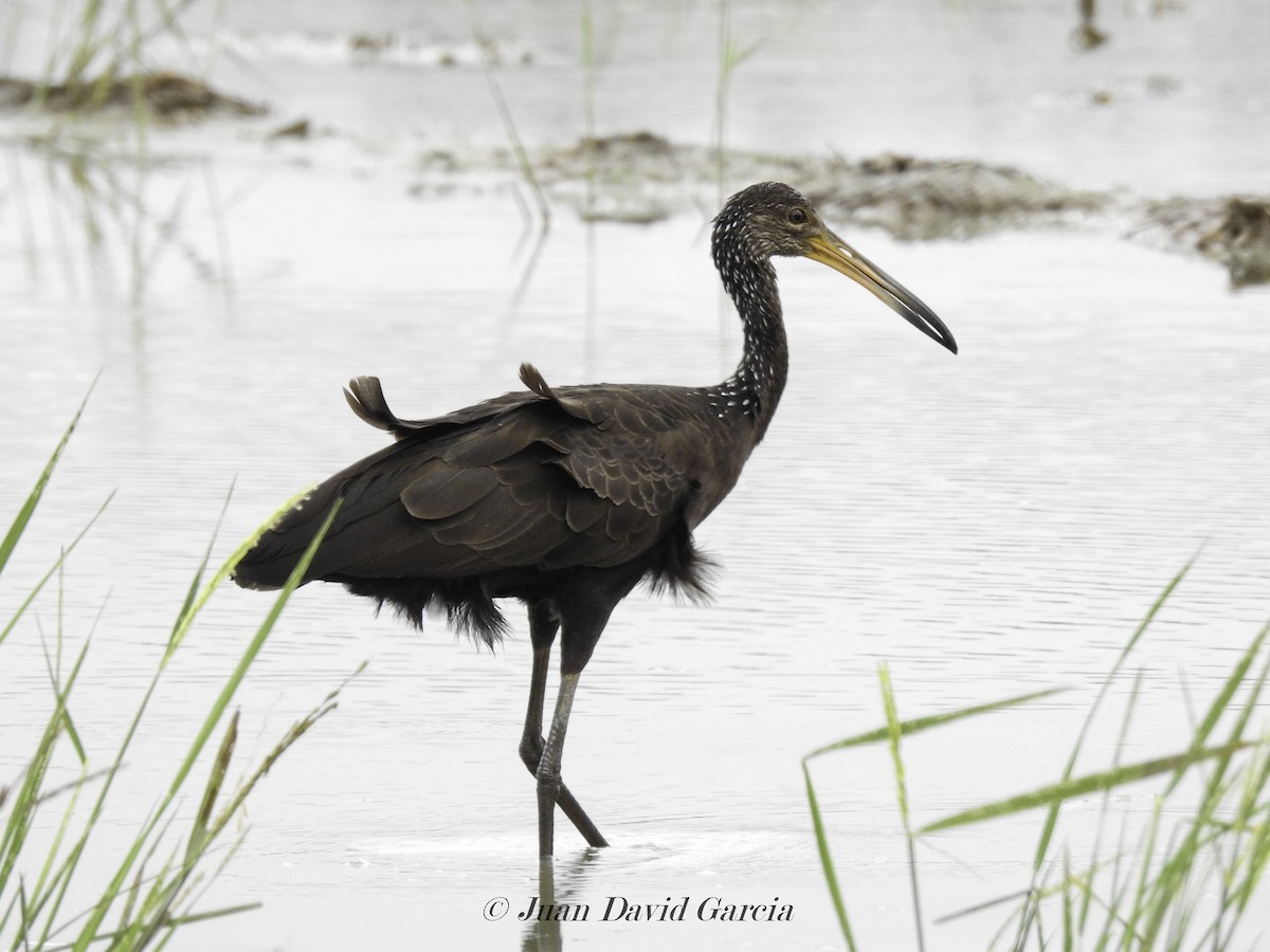 Limpkin - ML647146502