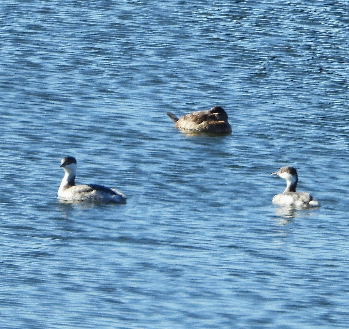 ミミカイツブリ - ML647146504