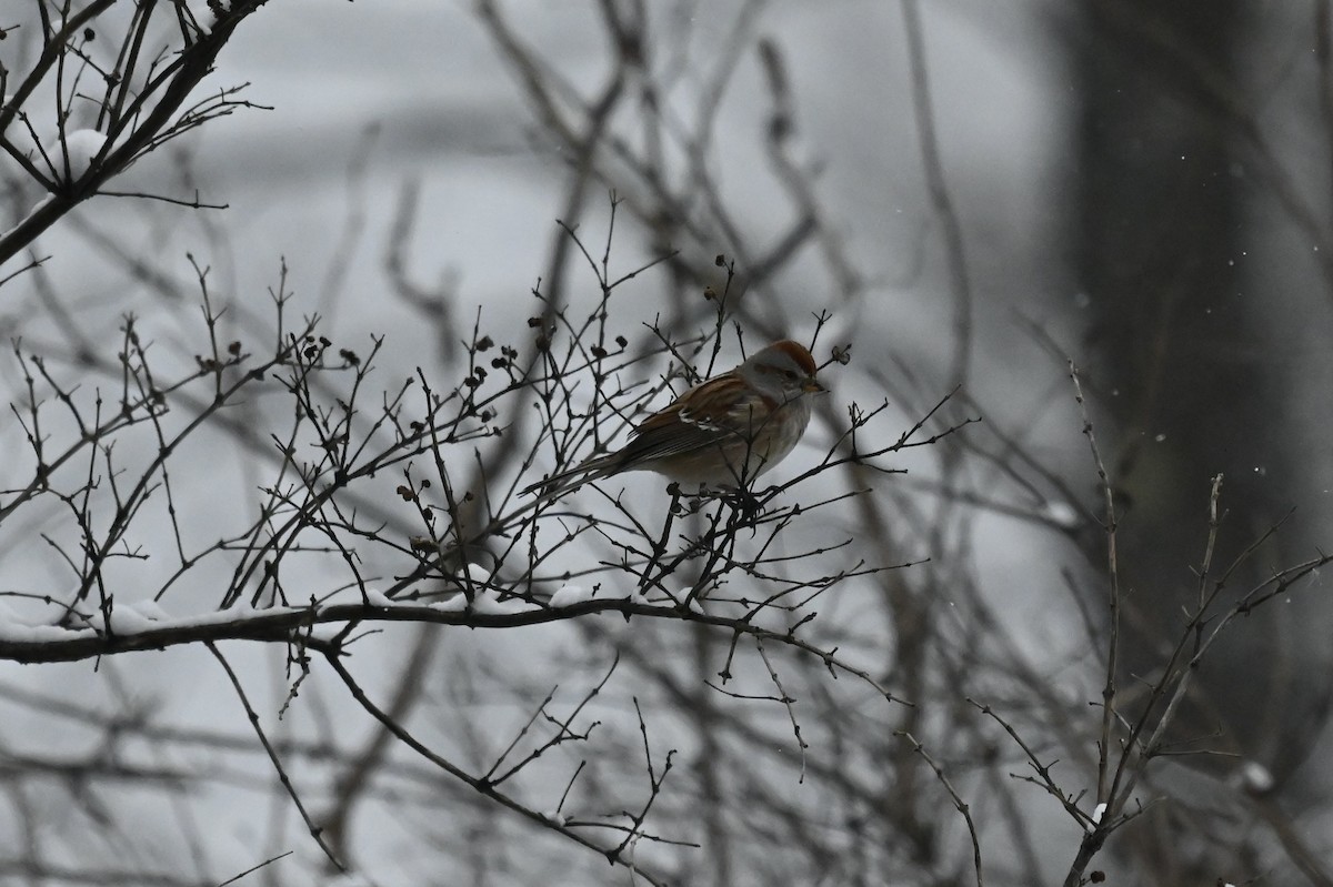 American Tree Sparrow - ML647146525