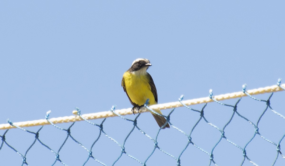 Social Flycatcher - ML647146527