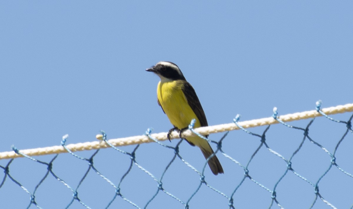 Social Flycatcher - ML647146528