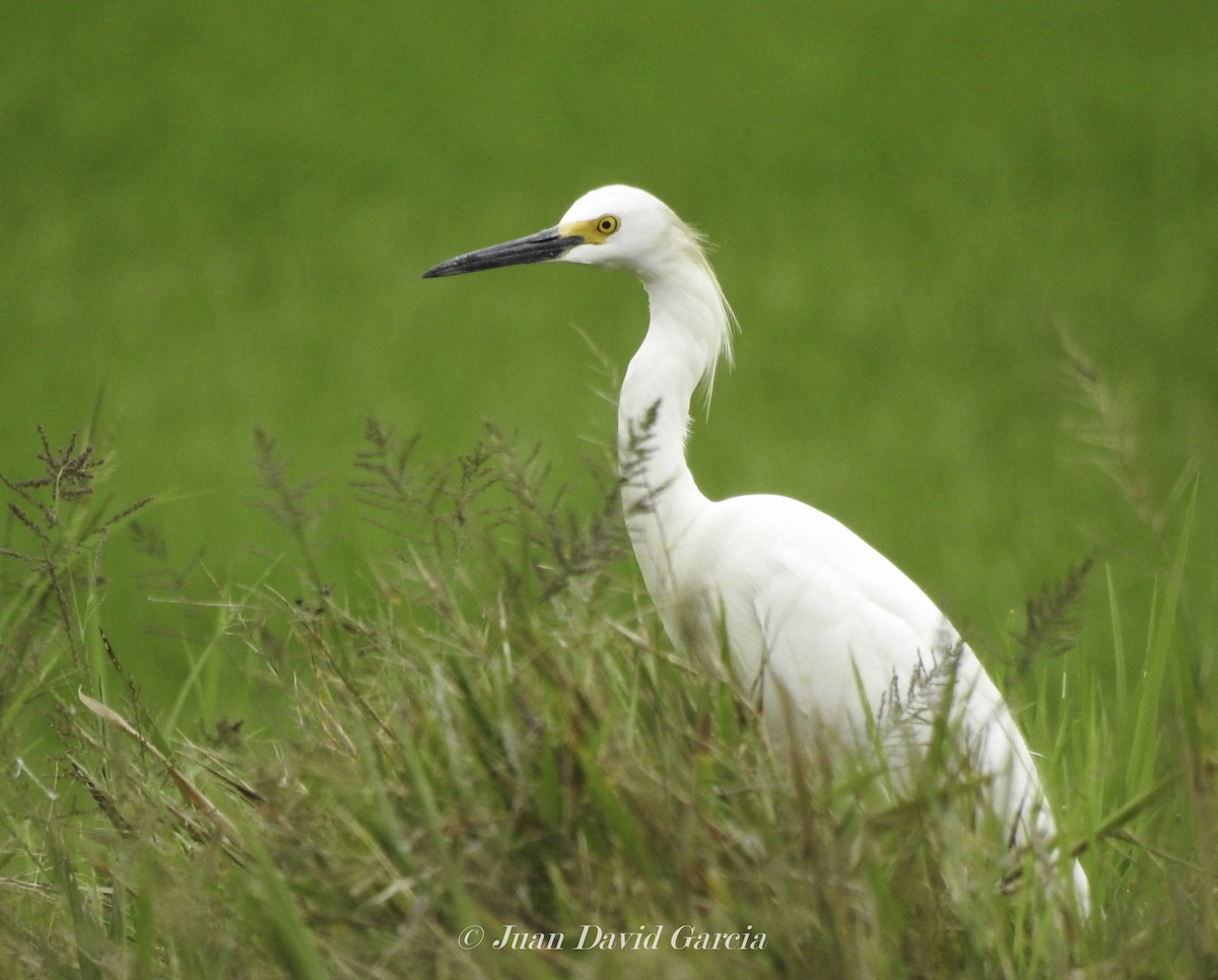 Snowy Egret - ML647146548