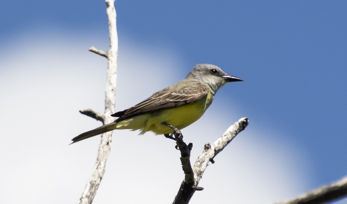 Tropical Kingbird - ML647146555