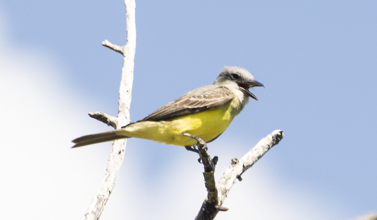 Tropical Kingbird - ML647146556