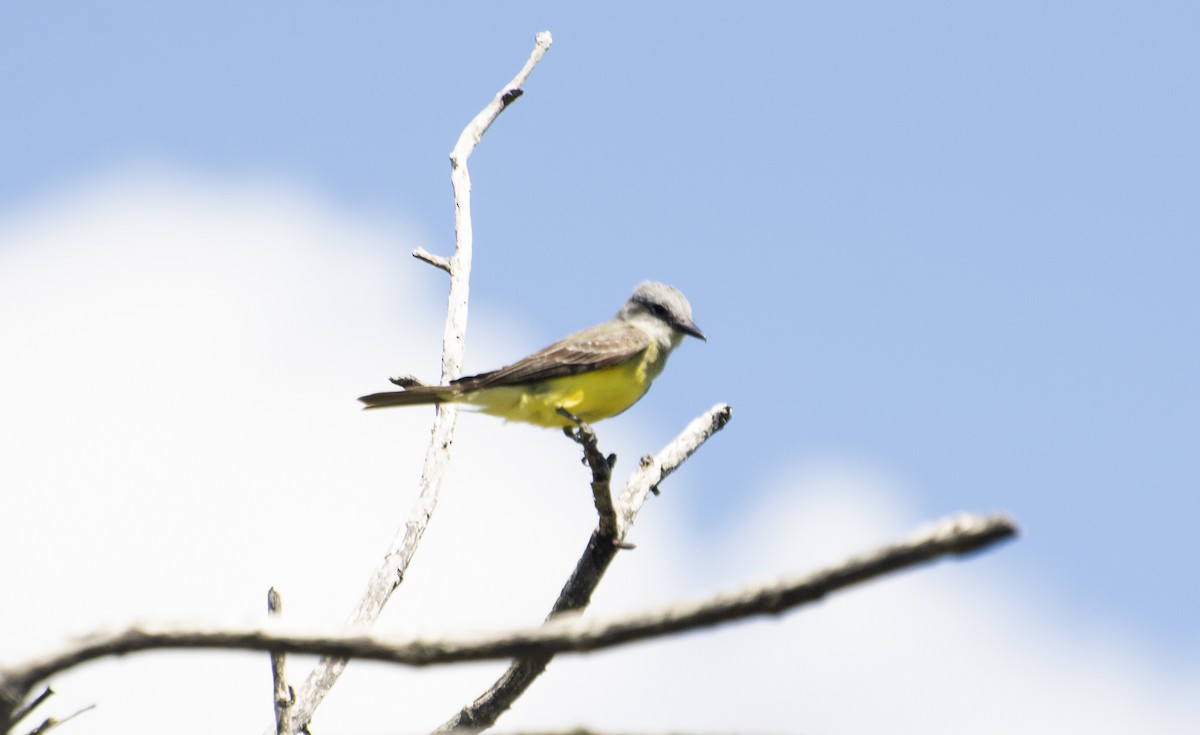 Tropical Kingbird - ML647146557