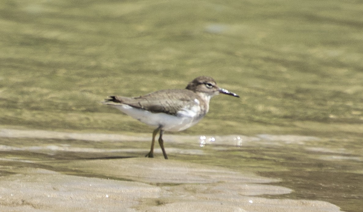 Spotted Sandpiper - ML647146575