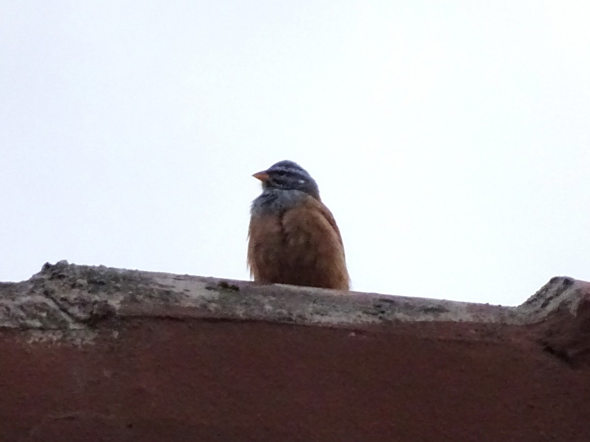 House Bunting - ML647146577