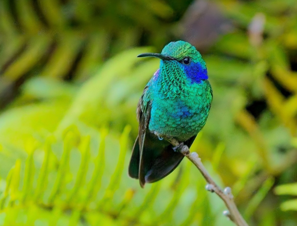 Lesser Violetear - ML647146578