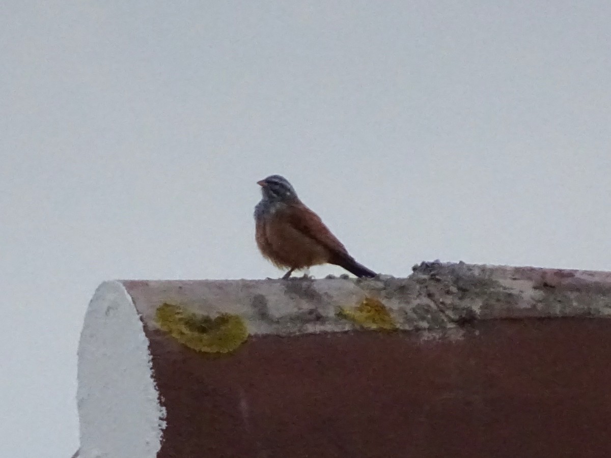 House Bunting - ML647146599