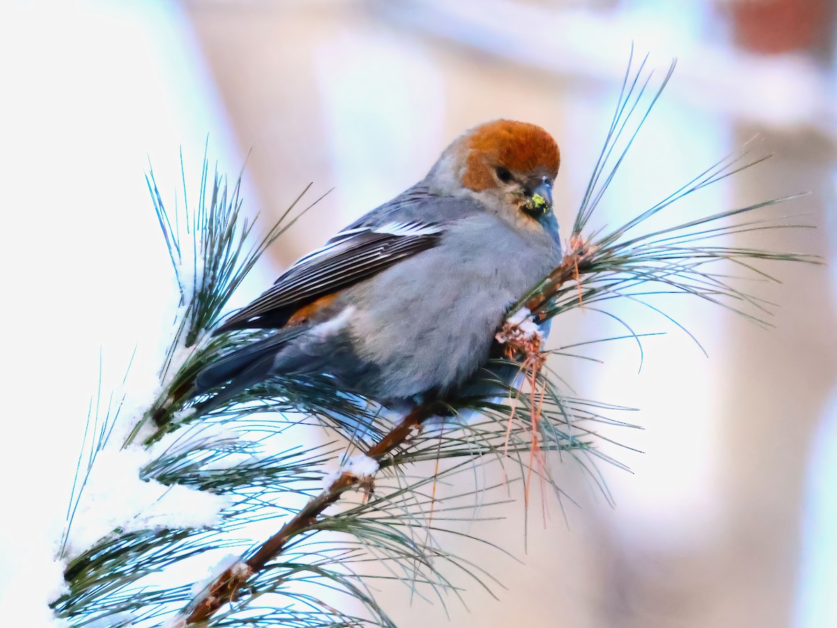 Hakengimpel - ML647146600