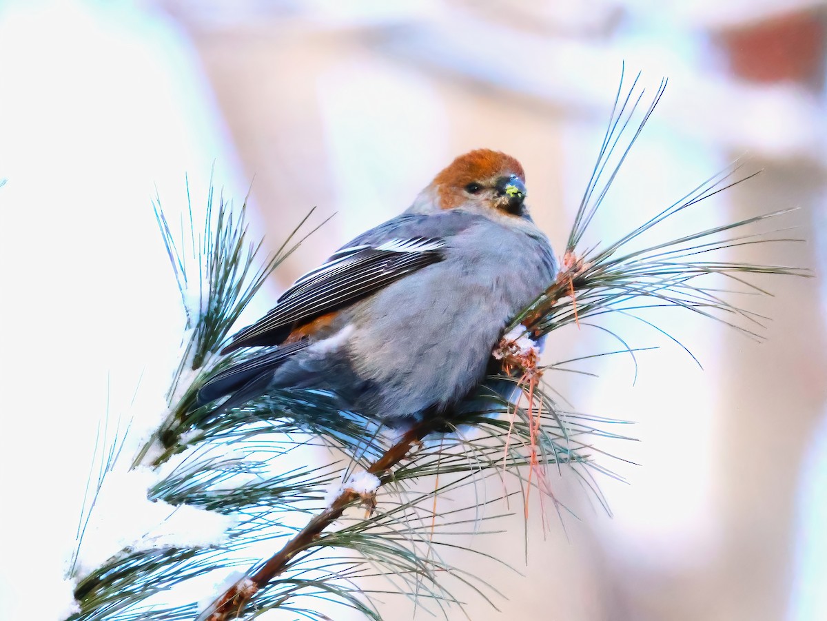 Hakengimpel - ML647146601