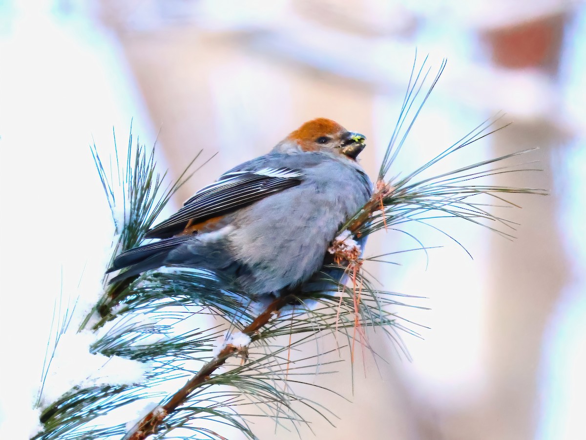 Hakengimpel - ML647146603