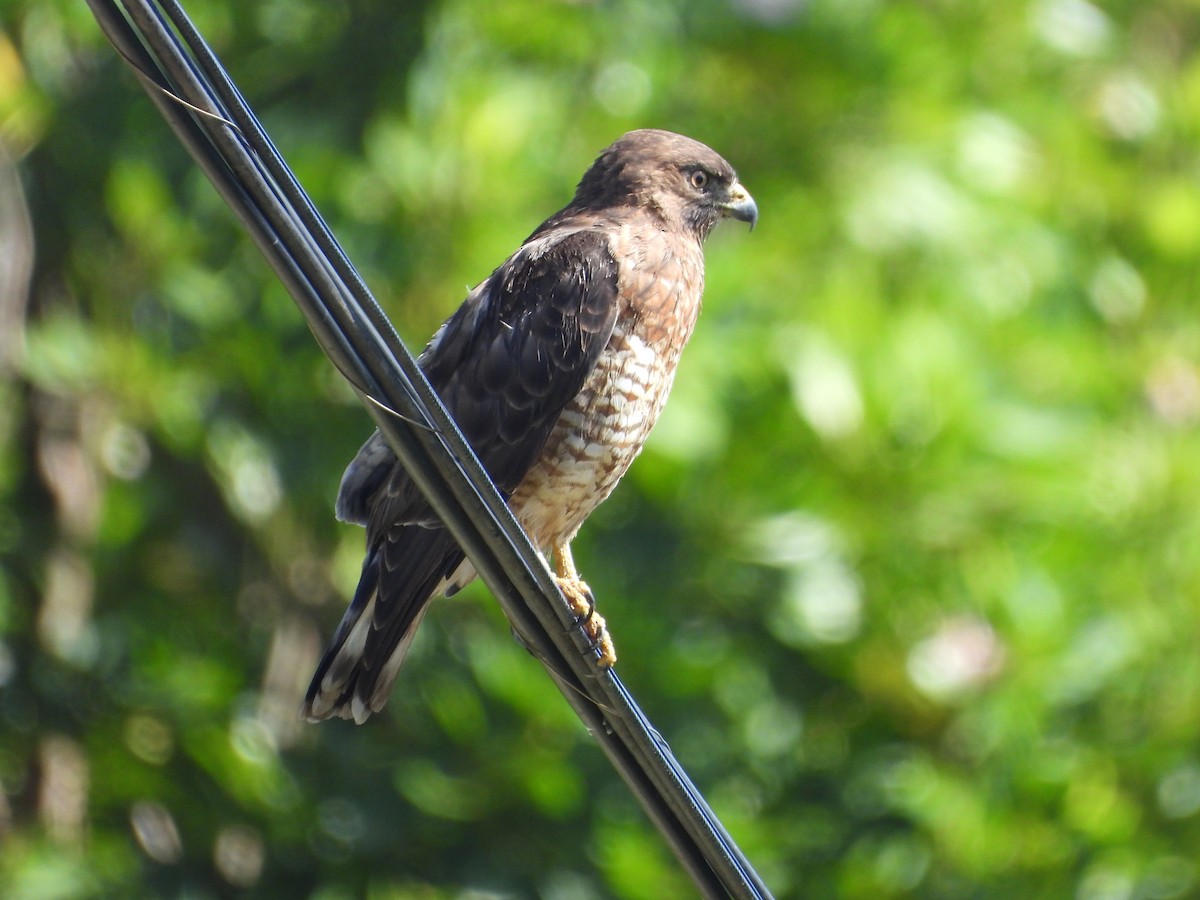 Broad-winged Hawk - ML647146607