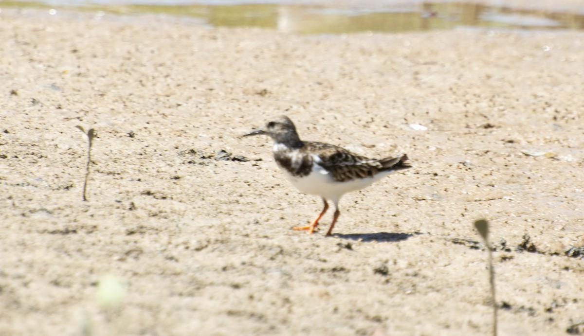 Ruddy Turnstone - ML647146609